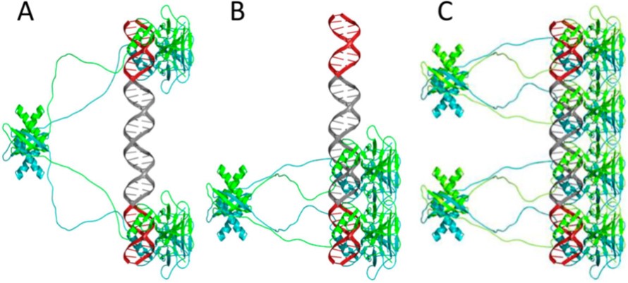 Models of p53CT tetramers and a p53 octamer bound to DNA