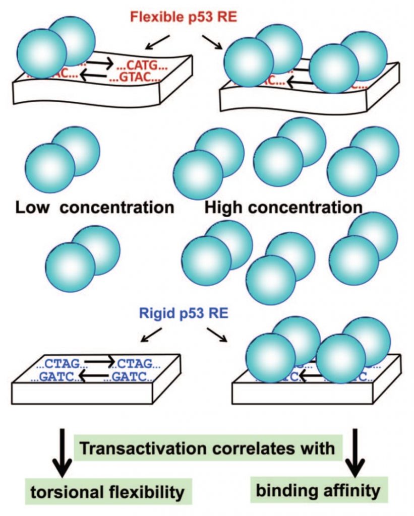 Model of p53 bound to DNA at low and high p53 concentrations