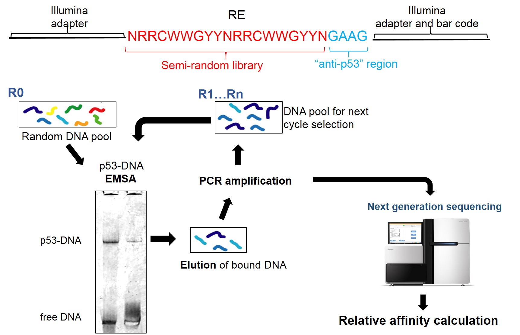 Outline of the Selex-seq assay in the p53/DNA system