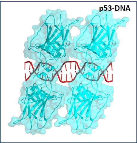 Structures of p53 Tetramers Bound it's Response Elements