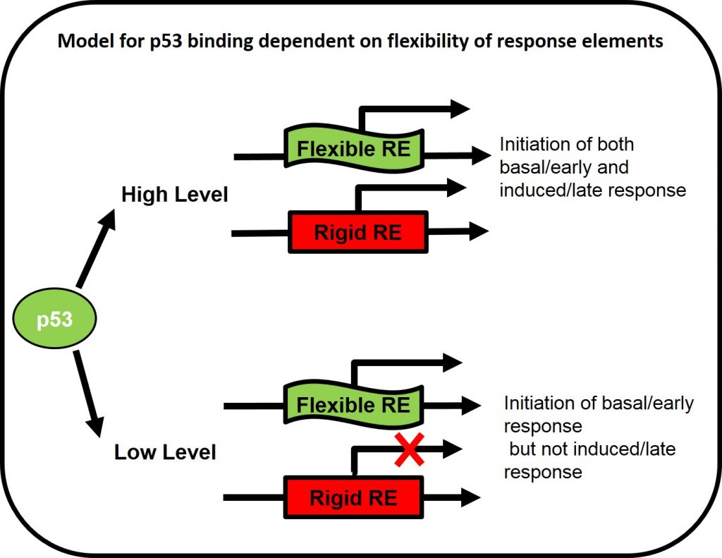 Model for p53 binding dependent on flexibility of response elements