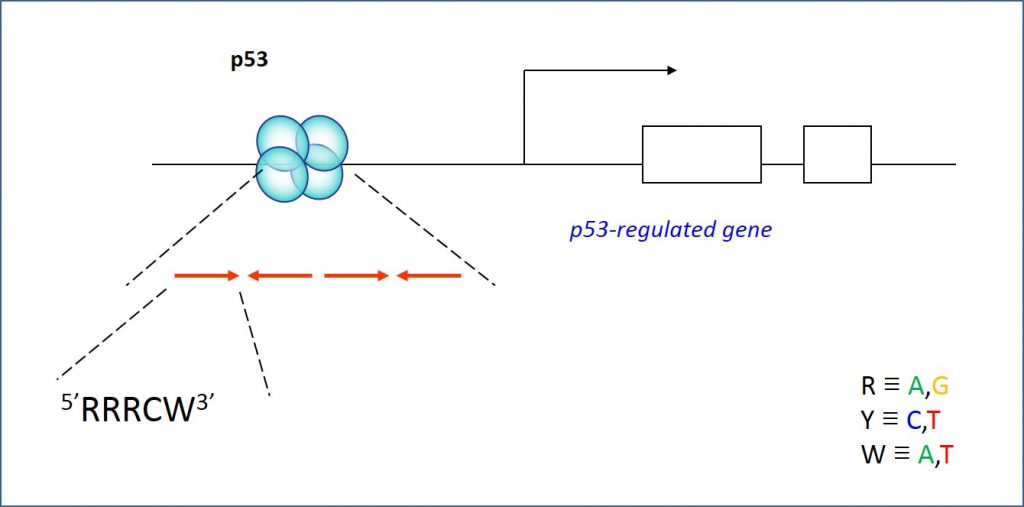 p53 binds its DNA response elements (REs) as a tetramer