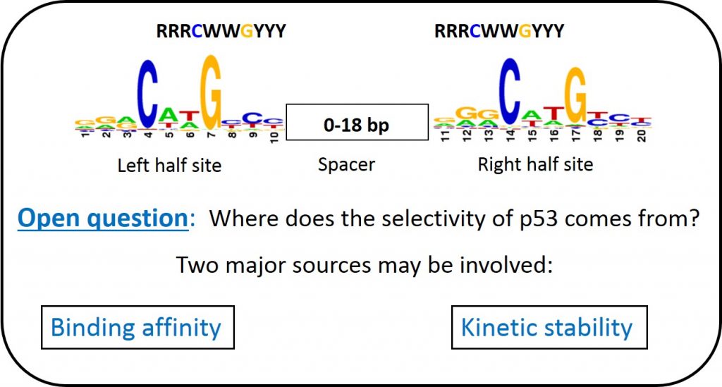 Where does the selectivity of p53 comes from?